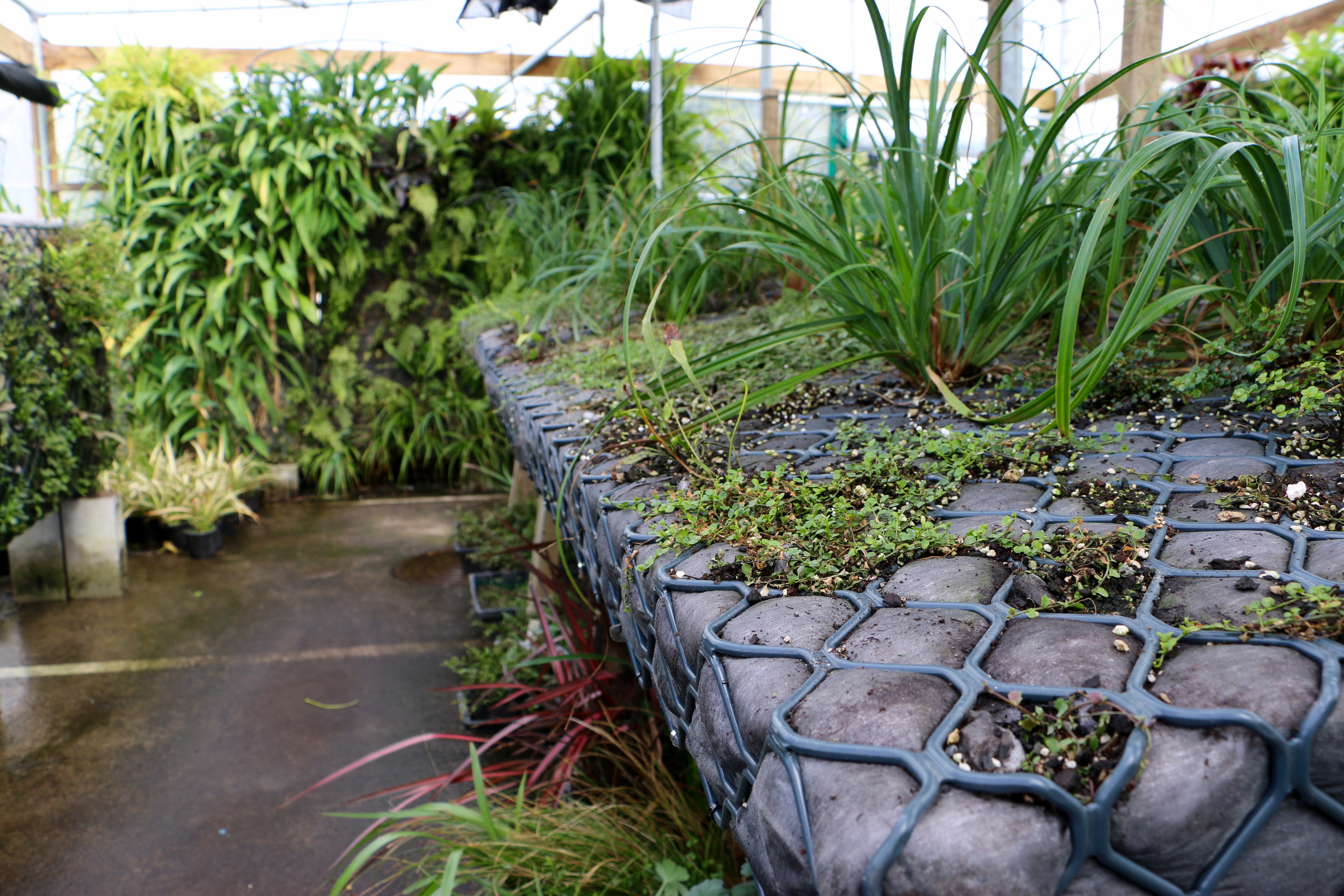 Nutrient rich green wall panels are grown for 3-6months in the nursery