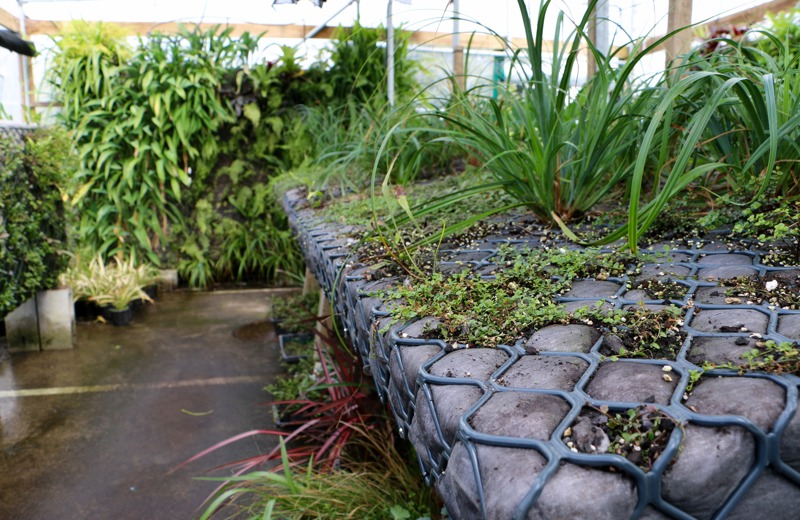 Nutrient rich green wall panels are grown for 3-6months in the nursery