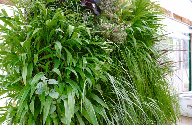 Native species evoke a sense of the New Zealand bush.